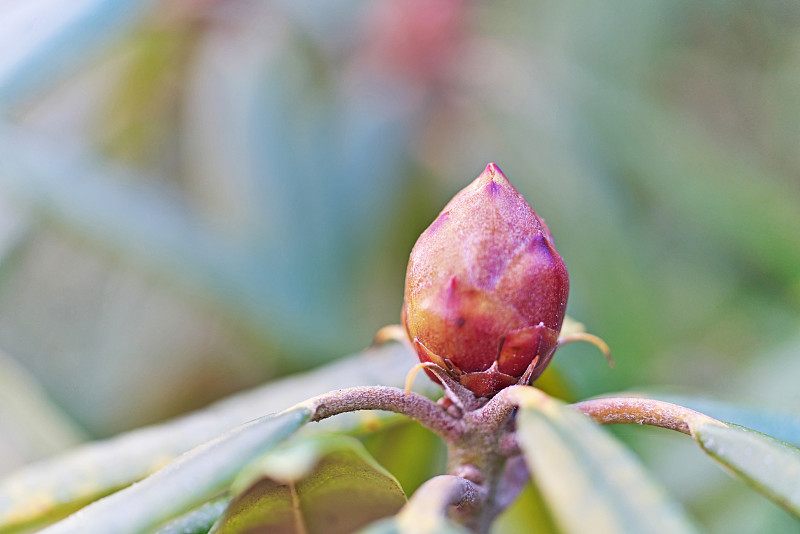 杜鹃花的花蕾