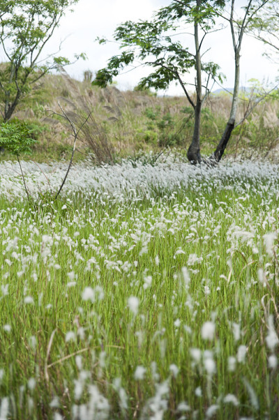 芒草领域