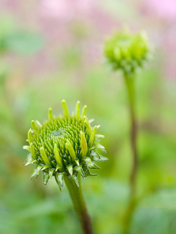 松果菊开花前