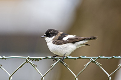 Mourner (Ficedula hypoleuca)在奥地利Burgenland的篱笆上休息