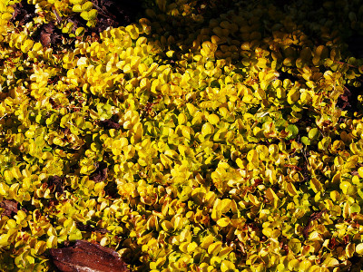 “黄金”Lysimachia nummularia