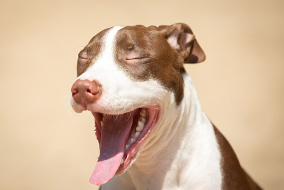 美国斗牛犬疲倦地打呵欠。
