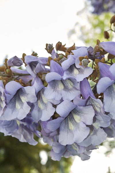 Paulownia tomentosa
