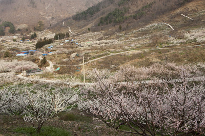 李子、果园;村