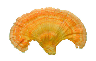 食用菌