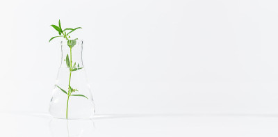植物在营养培养基中生长的试管竖立在实验室试管适配器上，白色背景上留有文本拷贝空间