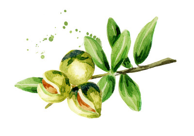 Argana, watercolor