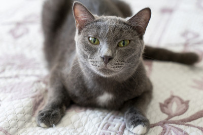 床上的猫