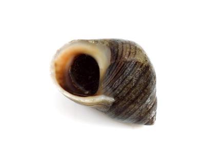 普通长春花，littorina littorea，贝壳对白色背景