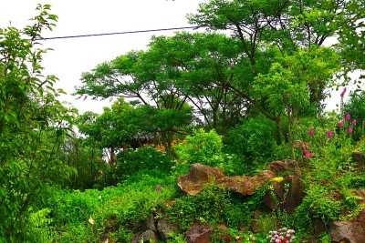 春天，花，春天的花，野花，花坛，花园，
