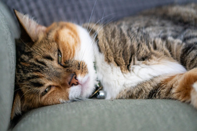 在绿色沙发上睡觉的虎斑猫