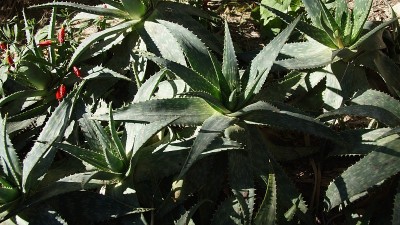 芦荟，被称为芦荟，acíbar或来自巴巴多斯的芦荟
