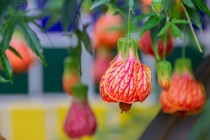 Abutilon × hybridum是一个种名用于各种各样的不同类型的开花植物，起源不明的Abut