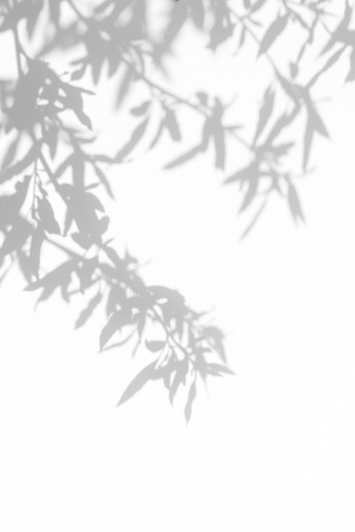 白色墙壁上灰色的叶子影子