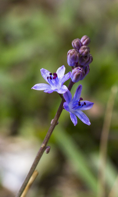 Scilla autumnalis
