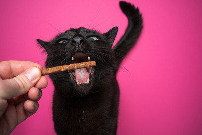 用手喂食饥饿的黑猫，嘴巴张得大大的
