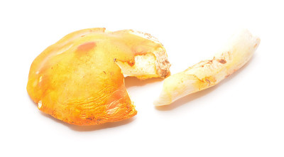 amanita caesarea