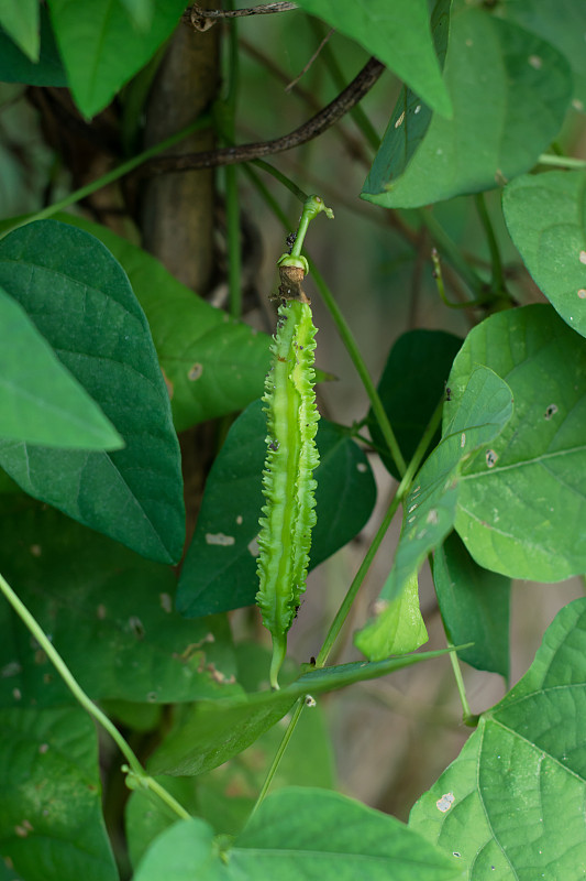 翅豆(公主豆或芦笋豆)树上，Psophocarpu