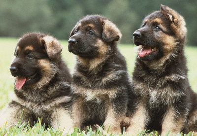 三只德国牧羊犬小狗