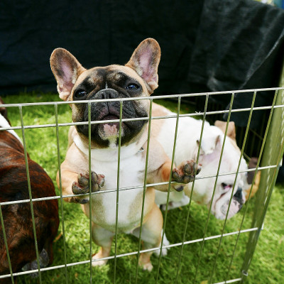 挑选一些小牛头犬