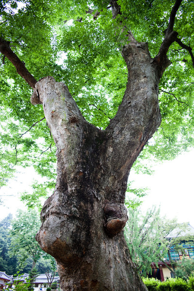 Bongseonsa寺