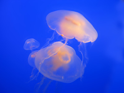 水母