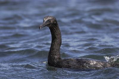 不会飞的鸬鹚(哈里斯Phalacrocorax harrisi)游泳，蓬莫雷诺，伊莎贝拉岛，加拉帕戈