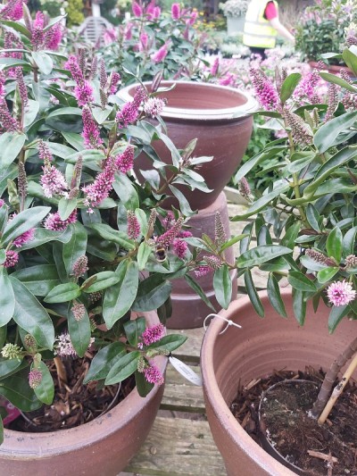 蜜蜂在五颜六色的花丛中嗡嗡叫