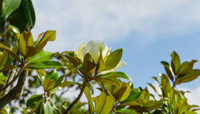 大的白色芳香花常青树南木兰(广玉兰)在城市公园克拉斯诺达尔。盛开的木兰在公共景观“Galitsky公