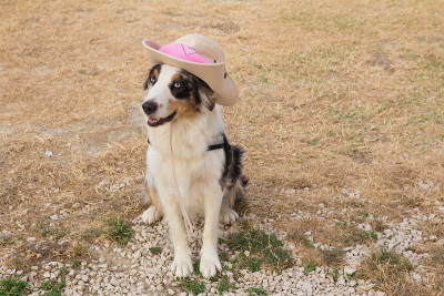 戴帽的澳大利亚牧羊犬