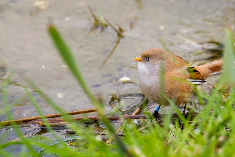 鬃山雀(Panurus biarmicus)