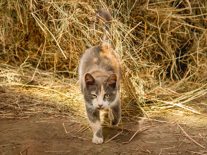 可爱的绿眼睛猫躺在干草里。奇怪的流浪动物住在牛棚里，在稻草里打滚。