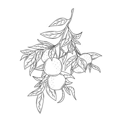 普通话，枝叶，柑橘，手绘素描集普通话