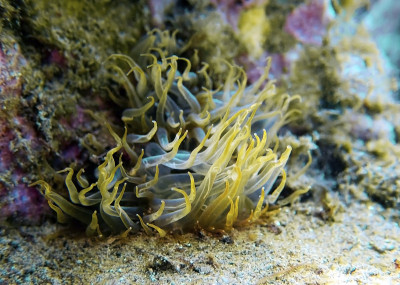 黄海葵地中海海葵