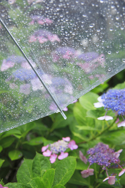 绣球花和雨伞