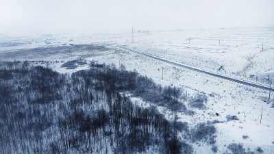 西藏雪树