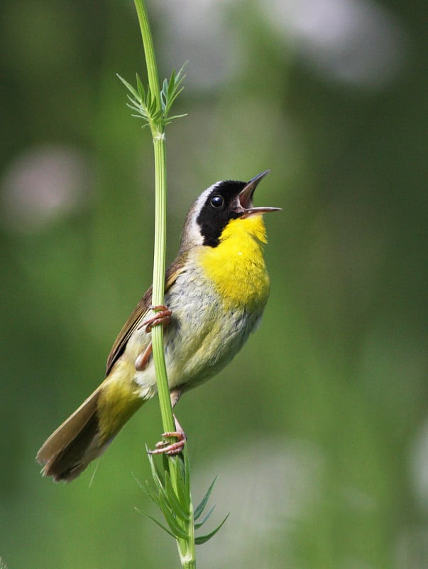 男性常见Yellowthroat