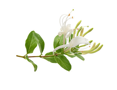 盛开的忍冬枝