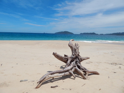 搁浅的根