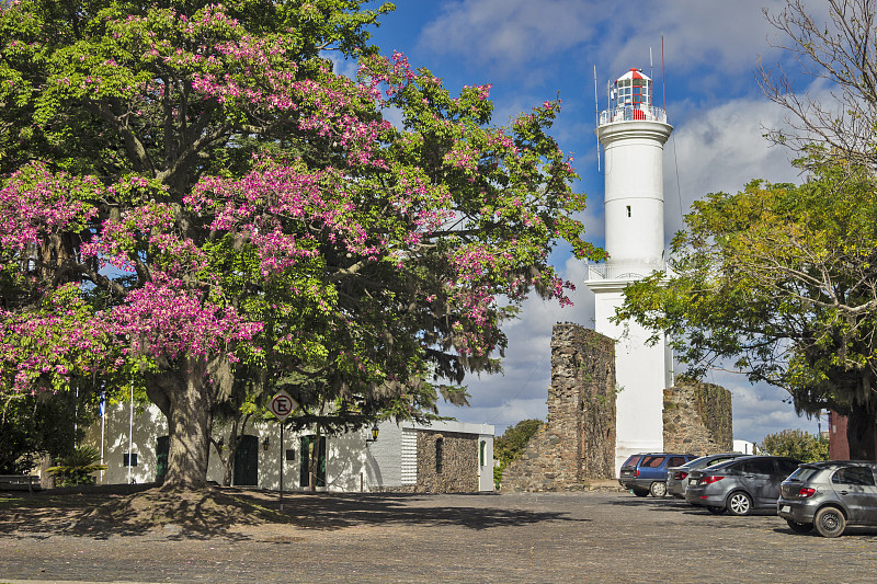 九重葛和老灯塔的开花树。乌拉圭萨克拉门托Colonia del Sacramento