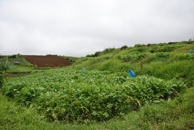 稻田