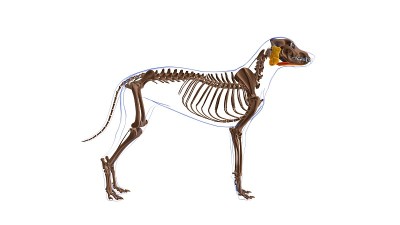 狗肌解剖医学概念3D