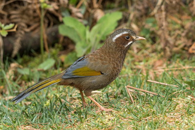 White-whiskered Laughingthrush