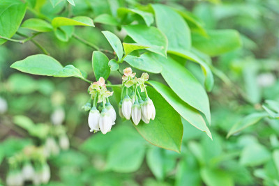 蓝莓花