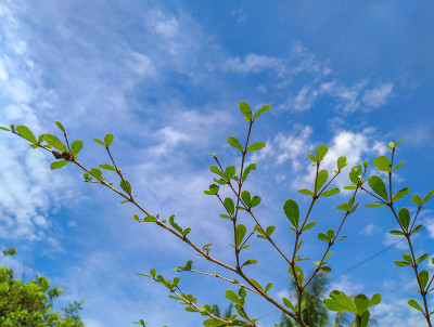 树和天空