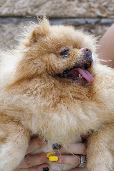博美犬在旁边。肖像