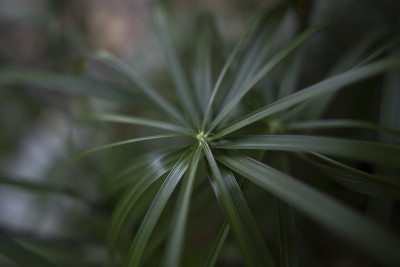 植被