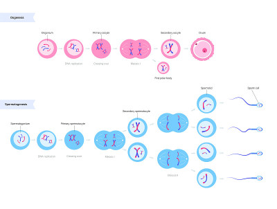 Mitosis