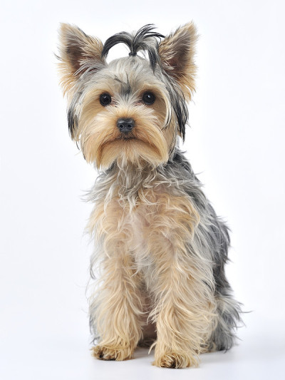 约克郡犬