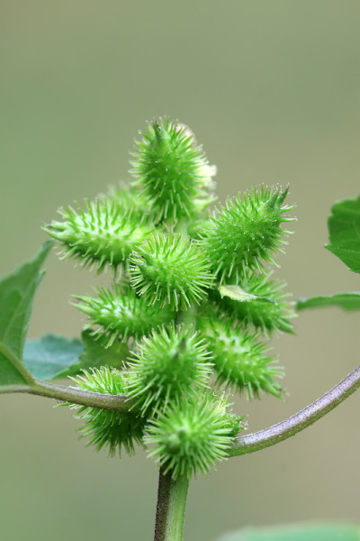 苍耳属植物